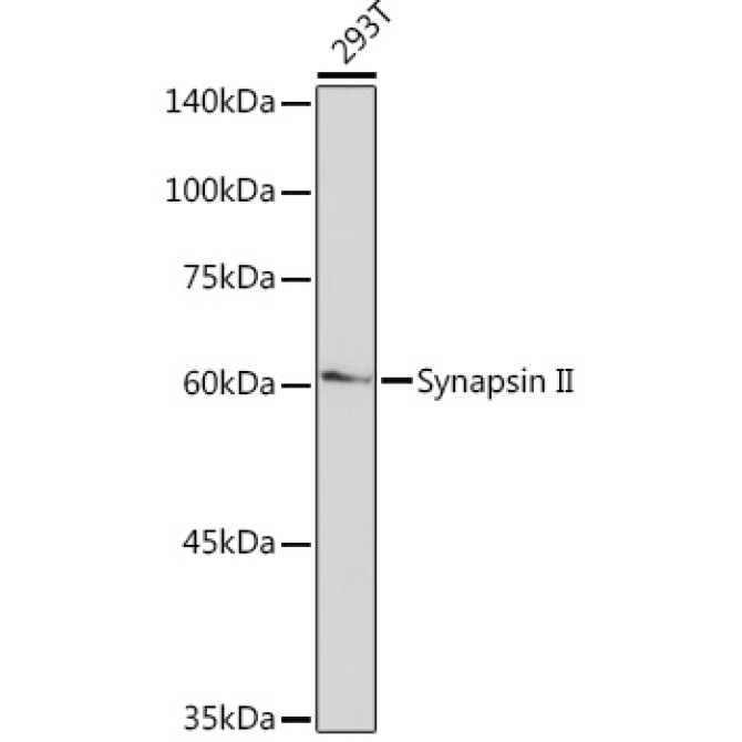 Synapsin II Rabbit Monoclonal Antibody