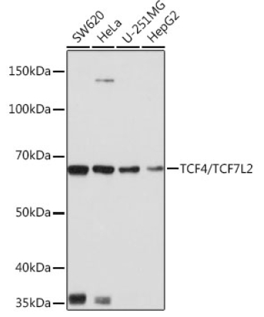 TCF4/TCF7L2 Rabbit Monoclonal Antibody