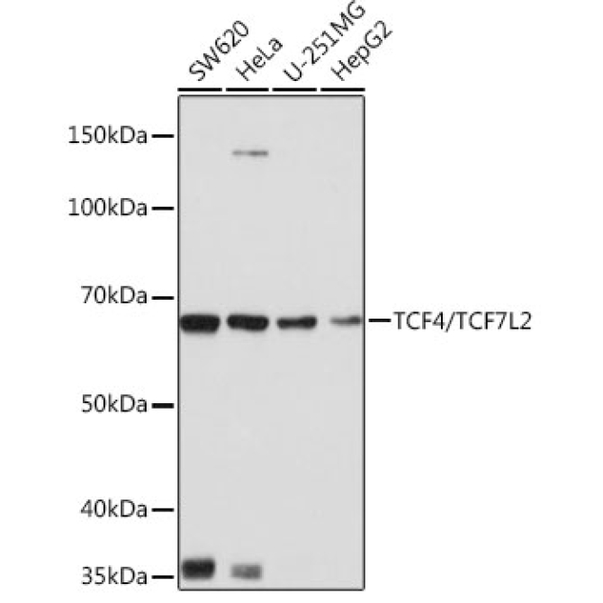 TCF4/TCF7L2 Rabbit Monoclonal Antibody