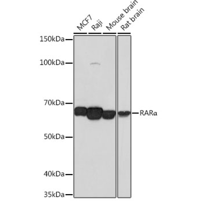 RARAlpha Rabbit Monoclonal Antibody