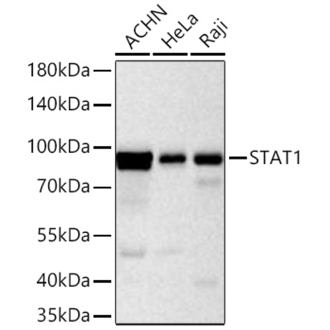 STAT1 Rabbit Monoclonal Antibody