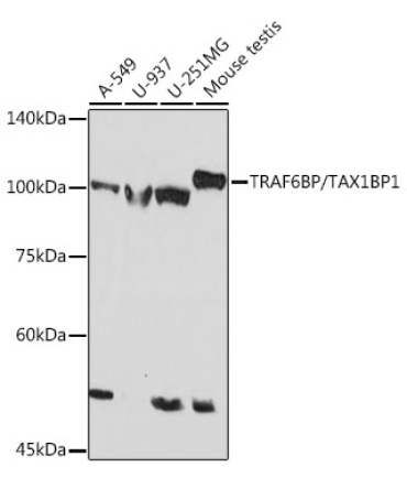 TRAF6BP/TAX1BP1 Rabbit Monoclonal Antibody