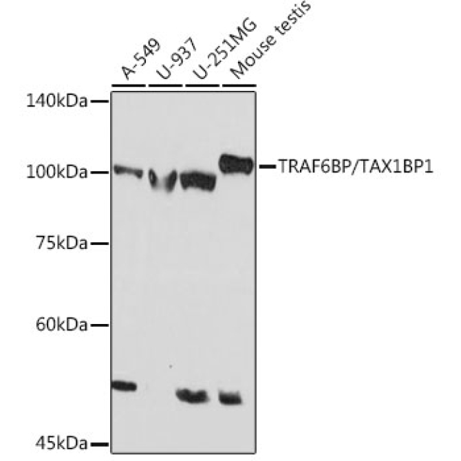 TRAF6BP/TAX1BP1 Rabbit Monoclonal Antibody