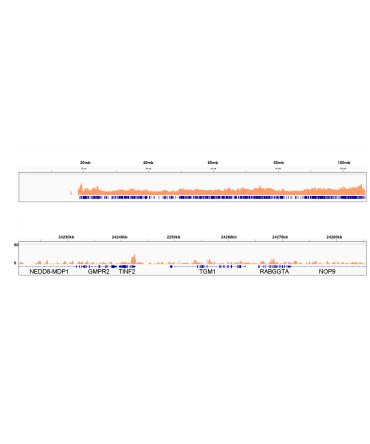 SP1 Rabbit Monoclonal Antibody