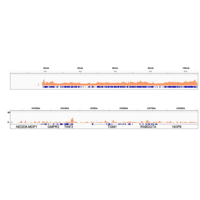 SP1 Rabbit Monoclonal Antibody