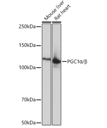 PGC1Alpha/Beta Rabbit Monoclonal Antibody