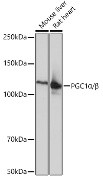 PGC1Alpha/Beta Rabbit Monoclonal Antibody