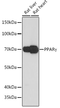 PPARGamma Rabbit Monoclonal Antibody