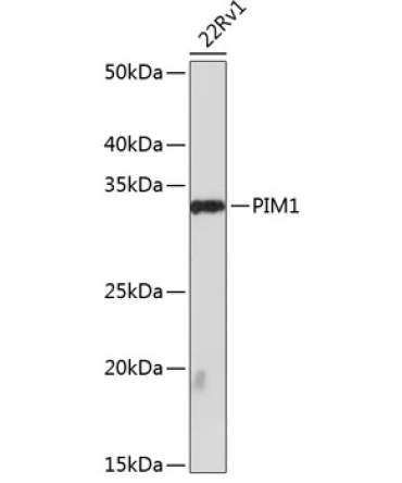 PIM1 Rabbit Monoclonal Antibody