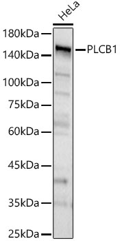 PLCB1 Rabbit Polyclonal Antibody