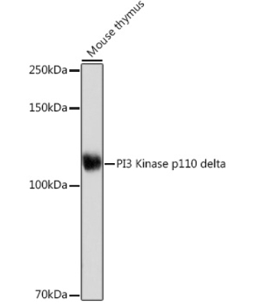 PI3 Kinase p110 delta Rabbit Monoclonal Antibody