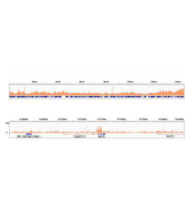 Rad21 Rabbit Monoclonal Antibody