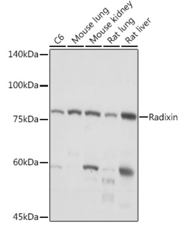 Radixin Rabbit Monoclonal Antibody