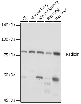 Radixin Rabbit Monoclonal Antibody