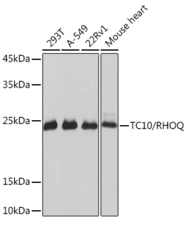 TC10/RHOQ Rabbit Monoclonal Antibody