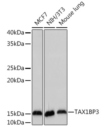 TAX1BP3 Rabbit Monoclonal Antibody