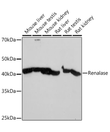 Renalase Rabbit Monoclonal Antibody
