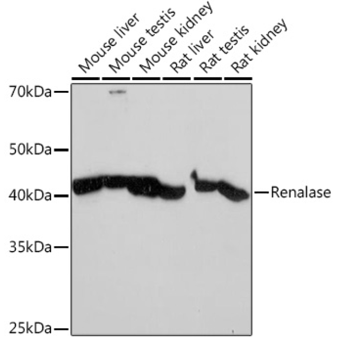 Renalase Rabbit Monoclonal Antibody