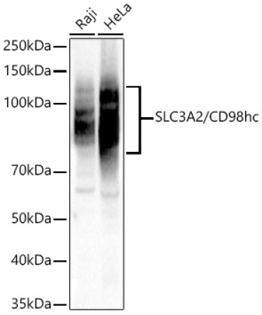 SLC3A2/CD98hc Rabbit Polyclonal Antibody