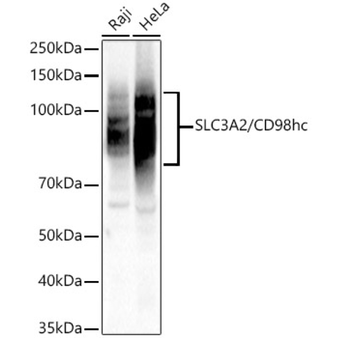SLC3A2/CD98hc Rabbit Polyclonal Antibody