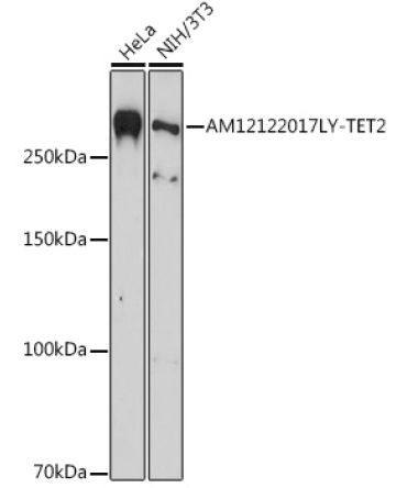 TET2 Mouse Monoclonal Antibody