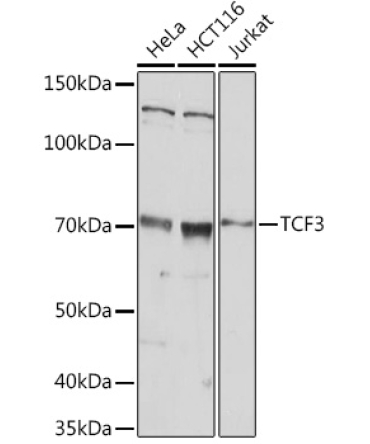 TCF3 Rabbit Polyclonal Antibody