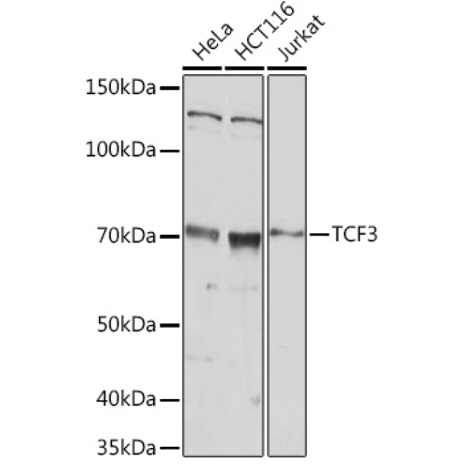 TCF3 Rabbit Polyclonal Antibody