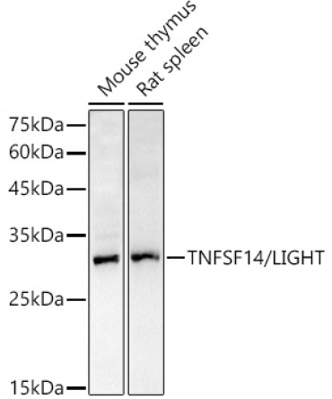 TNFSF14/LIGHT Rabbit Polyclonal Antibody