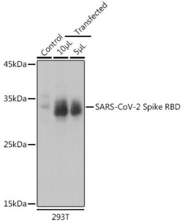 SARS-CoV-2 Spike RBD Rabbit Polyclonal Antibody