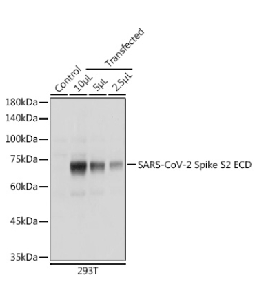 SARS-CoV-2 Spike S2 ECD Rabbit Polyclonal Antibody