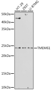 TMEM61 Rabbit Polyclonal Antibody