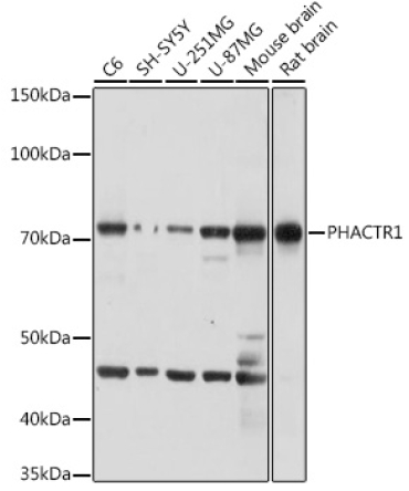 PHACTR1 Rabbit Polyclonal Antibody