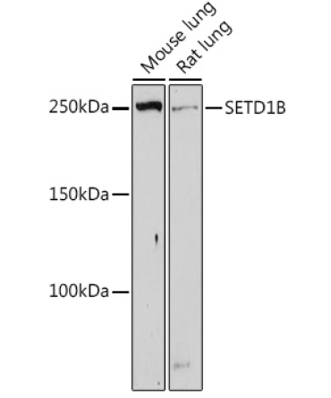 SETD1B Rabbit Polyclonal Antibody