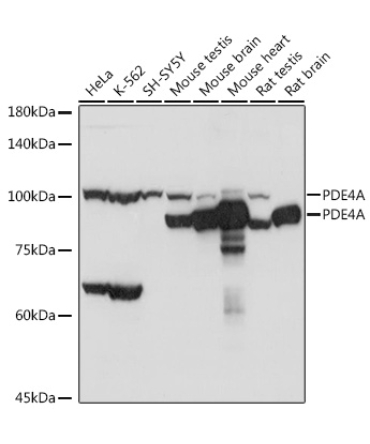 PDE4A Rabbit Polyclonal Antibody