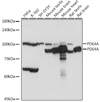 PDE4A Rabbit Polyclonal Antibody