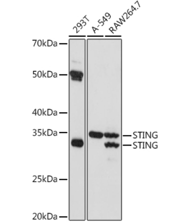 STING/TMEM173 Rabbit Polyclonal Antibody