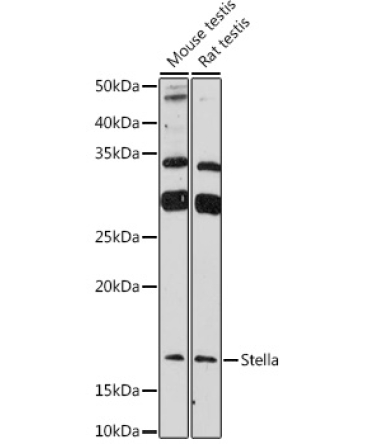 Stella Rabbit Polyclonal Antibody