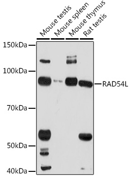RAD54L Rabbit Polyclonal Antibody