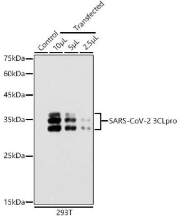 SARS-CoV-2 3CLpro Rabbit Polyclonal Antibody