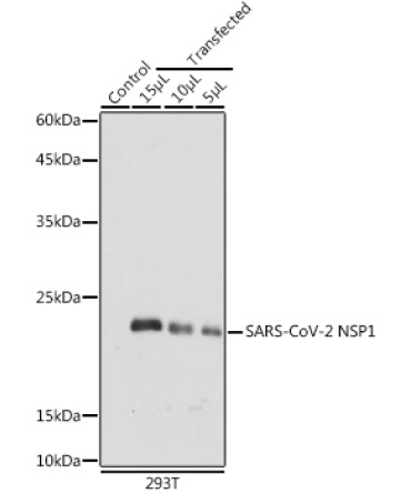 SARS-CoV-2 NSP1 Rabbit Polyclonal Antibody