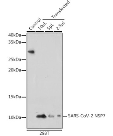 SARS-CoV-2 NSP7 Rabbit Polyclonal Antibody