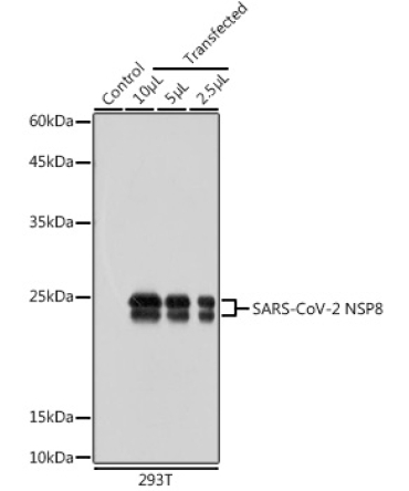 SARS-CoV-2 NSP8 Rabbit Polyclonal Antibody