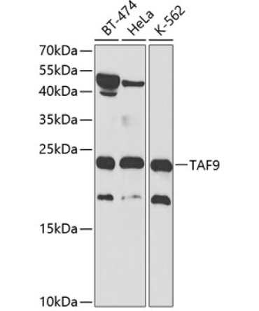 TAF9 Rabbit Polyclonal Antibody