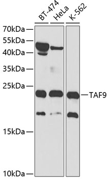 TAF9 Rabbit Polyclonal Antibody
