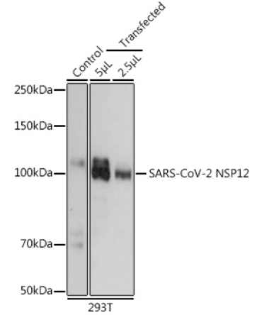 SARS-CoV-2 NSP12 Rabbit Polyclonal Antibody