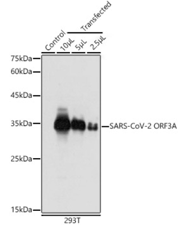 SARS-CoV-2 ORF3A Rabbit Polyclonal Antibody