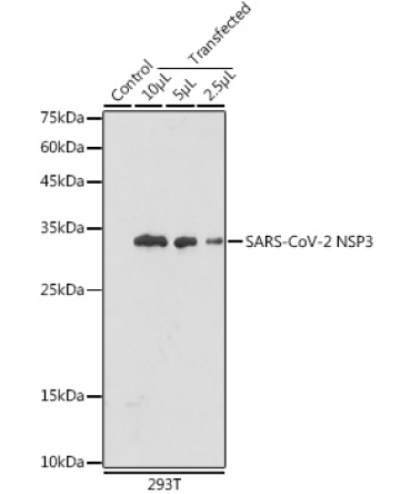 SARS-CoV-2 NSP3 Rabbit Polyclonal Antibody