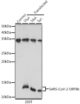 SARS-CoV-2 ORF9b Rabbit Polyclonal Antibody