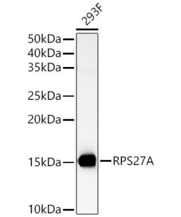 RPS27A Rabbit Polyclonal Antibody