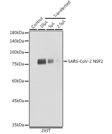 SARS-CoV-2 NSP2 Rabbit Polyclonal Antibody